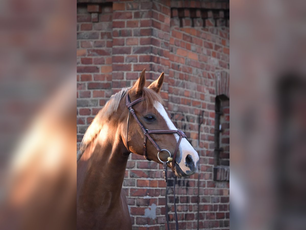 Deutsches Sportpferd Stute 14 Jahre 163 cm Fuchs in Kathendorf