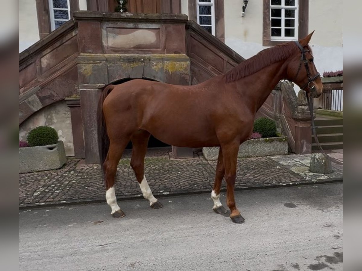 Deutsches Sportpferd Stute 14 Jahre 166 cm Fuchs in Warburg