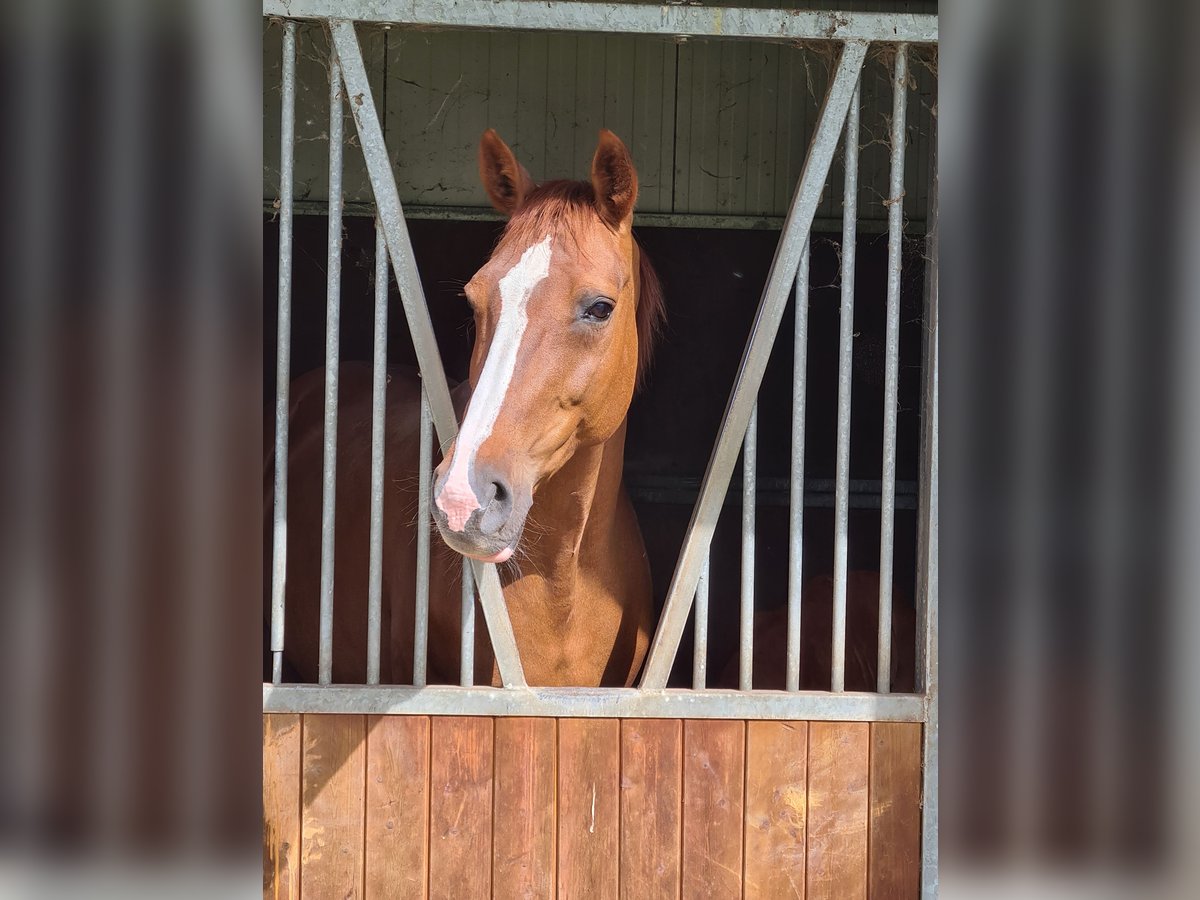 Deutsches Sportpferd Stute 14 Jahre 167 cm Fuchs in Ahaus