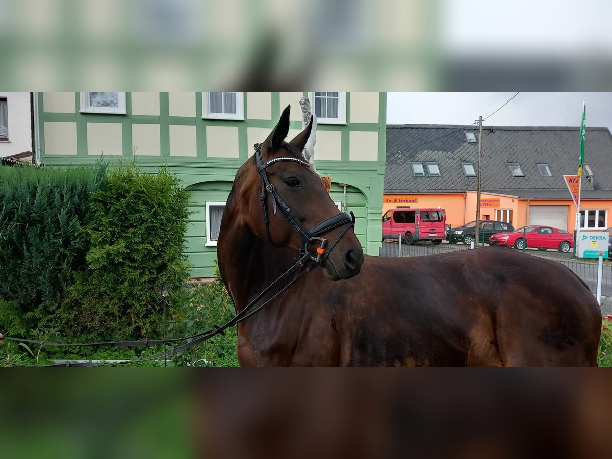 Deutsches Sportpferd Stute 14 Jahre 170 cm Dunkelbrauner in Eibau