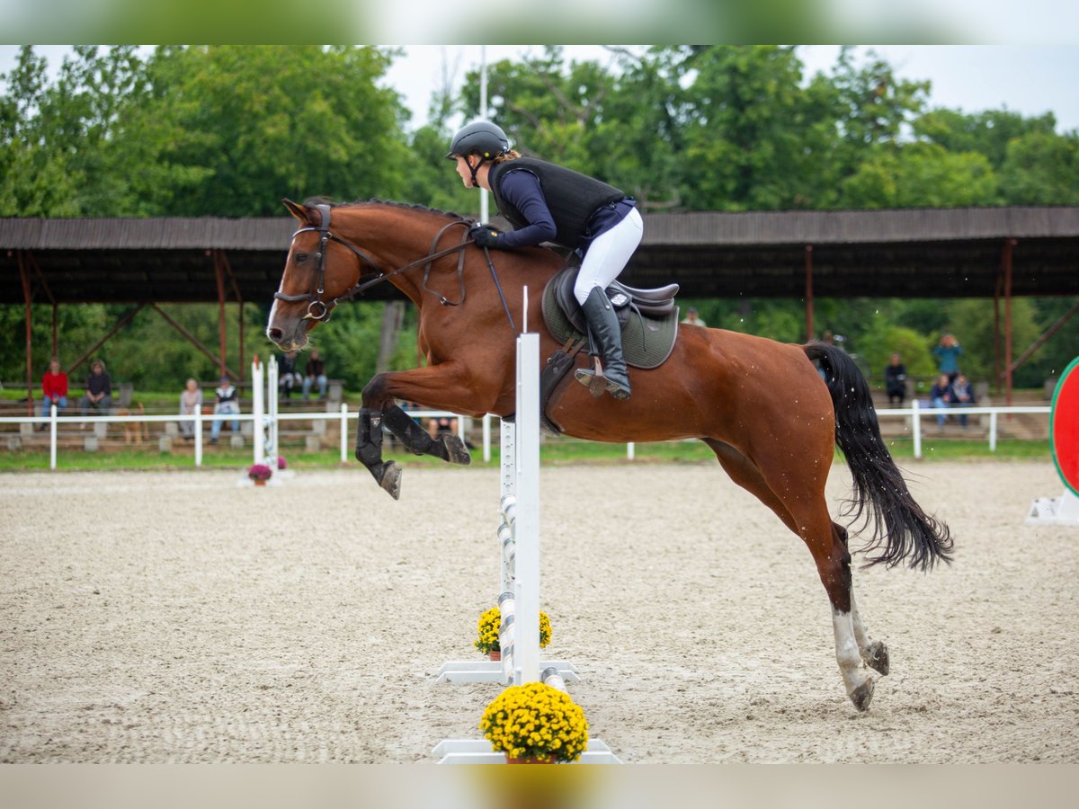 Deutsches Sportpferd Stute 14 Jahre 172 cm Rotbrauner in Warszawa