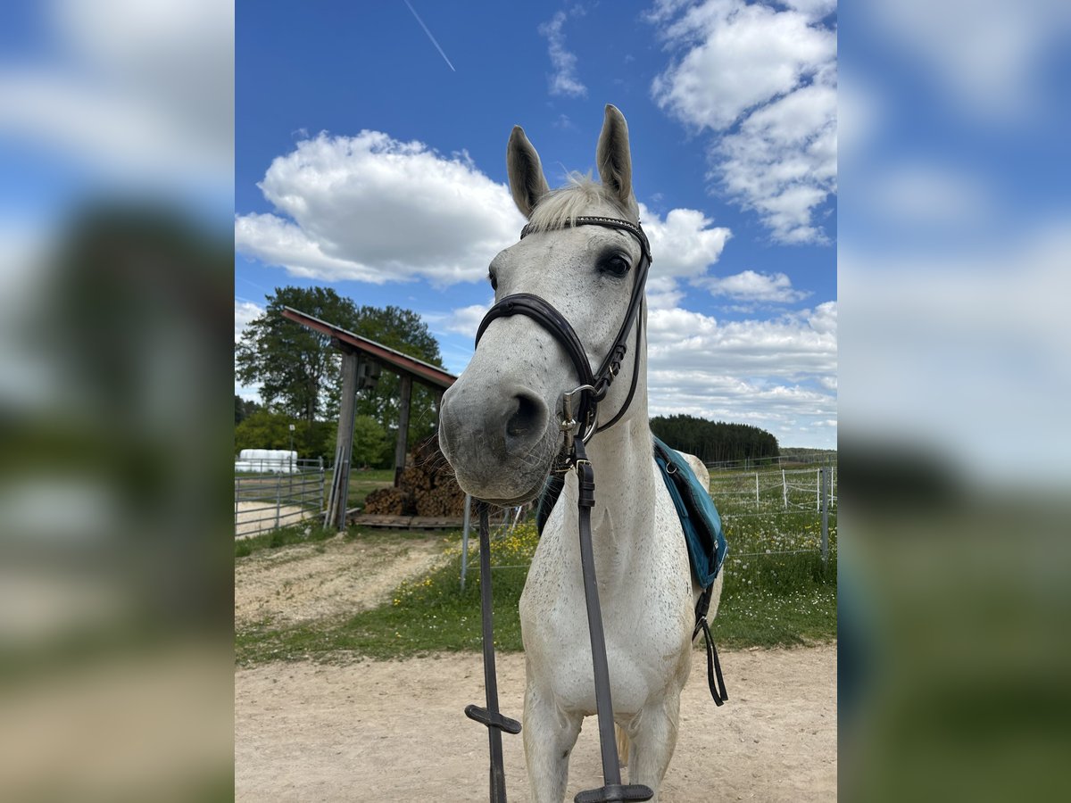 Deutsches Sportpferd Stute 14 Jahre 175 cm Schimmel in Illschwang