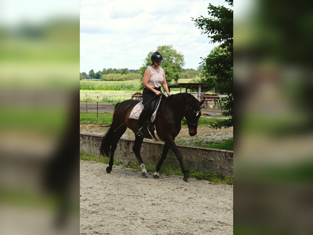 Deutsches Sportpferd, Stute in Bad Orb