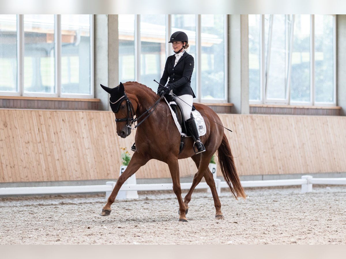 Deutsches Sportpferd Stute 15 Jahre 163 cm Dunkelfuchs in M&#xF6;nchengladbach