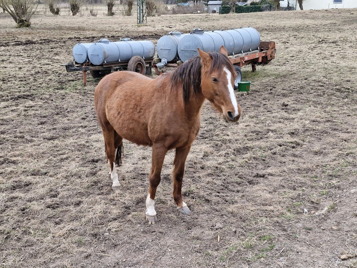 Deutsches Sportpferd Stute 15 Jahre 163 cm Fuchs in Steinbach-Hallenberg