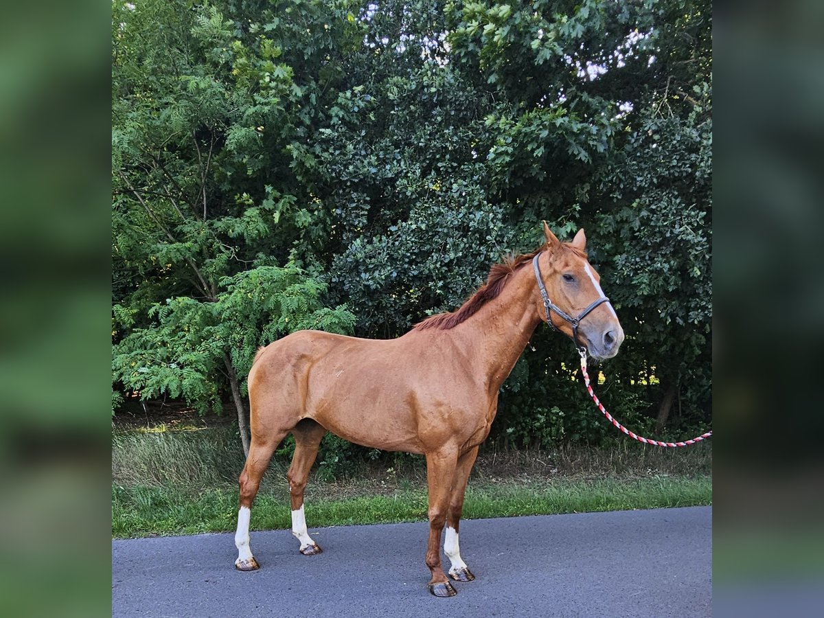 Deutsches Sportpferd Stute 15 Jahre 171 cm Fuchs in Tauche OT Briescht