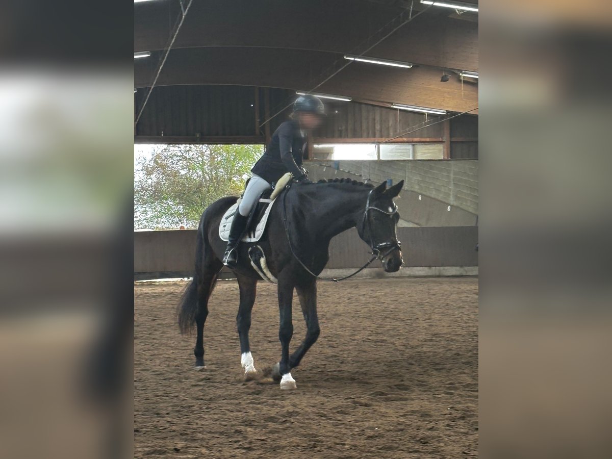 Deutsches Sportpferd Stute 15 Jahre 172 cm Brauner in Ottersberg