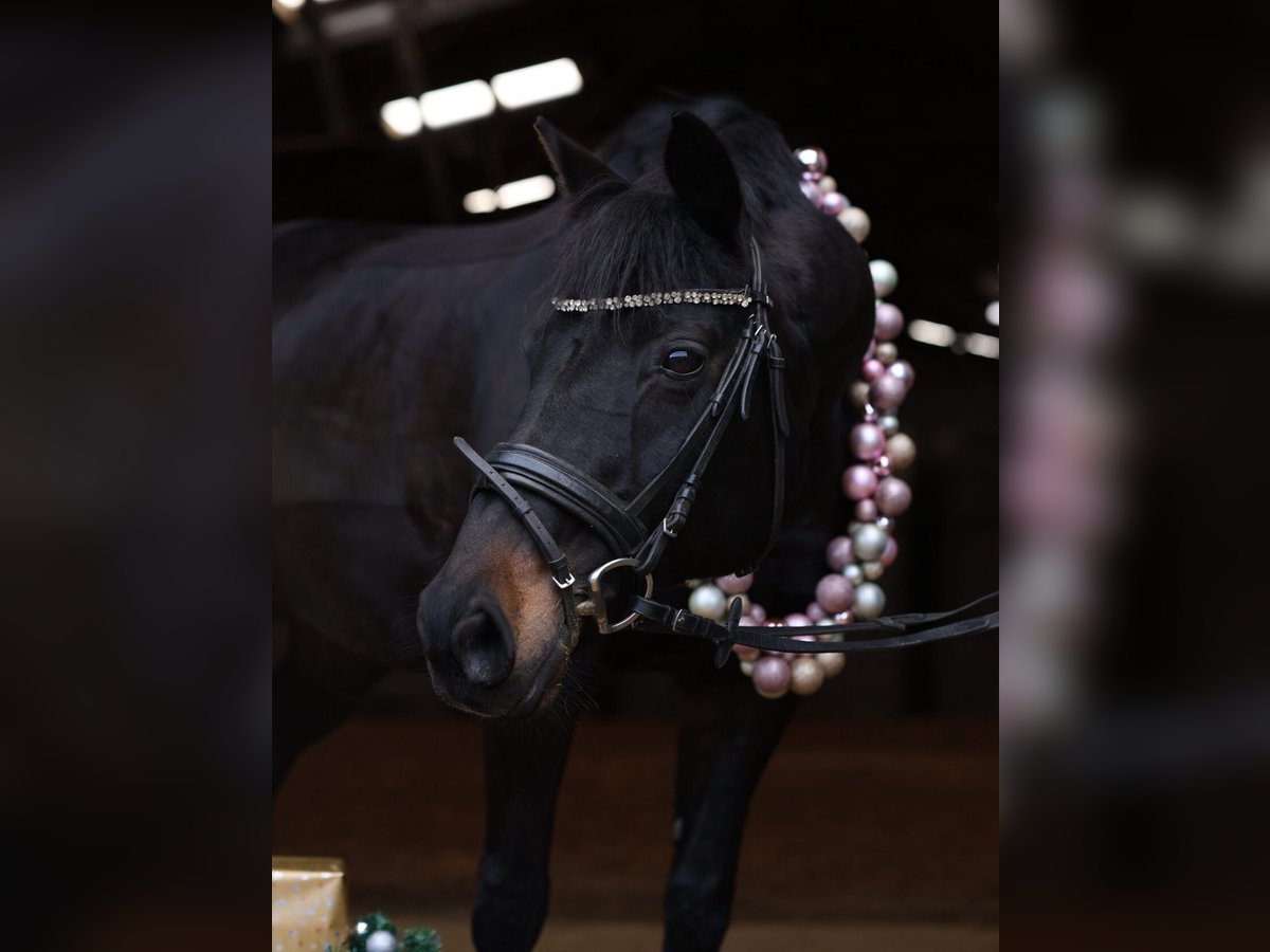 Deutsches Sportpferd Stute 16 Jahre 160 cm Dunkelbrauner in Gera