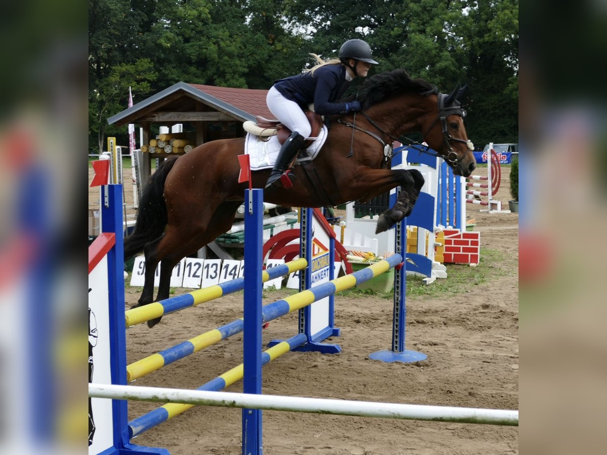 Deutsches Sportpferd Stute 16 Jahre 166 cm Brauner in Alt Sch&#xF6;nau