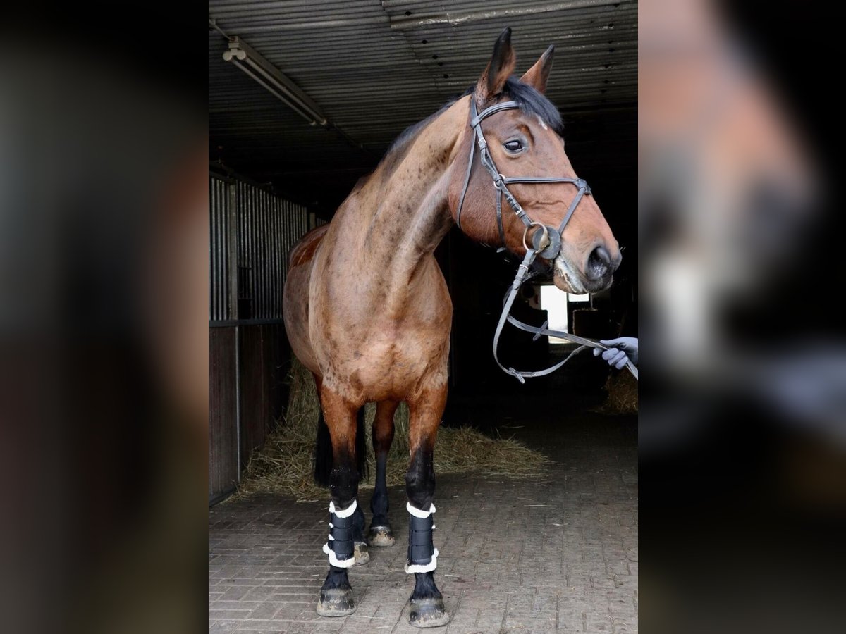 Deutsches Sportpferd Stute 16 Jahre 172 cm Brauner in Dingelst&#xE4;dt