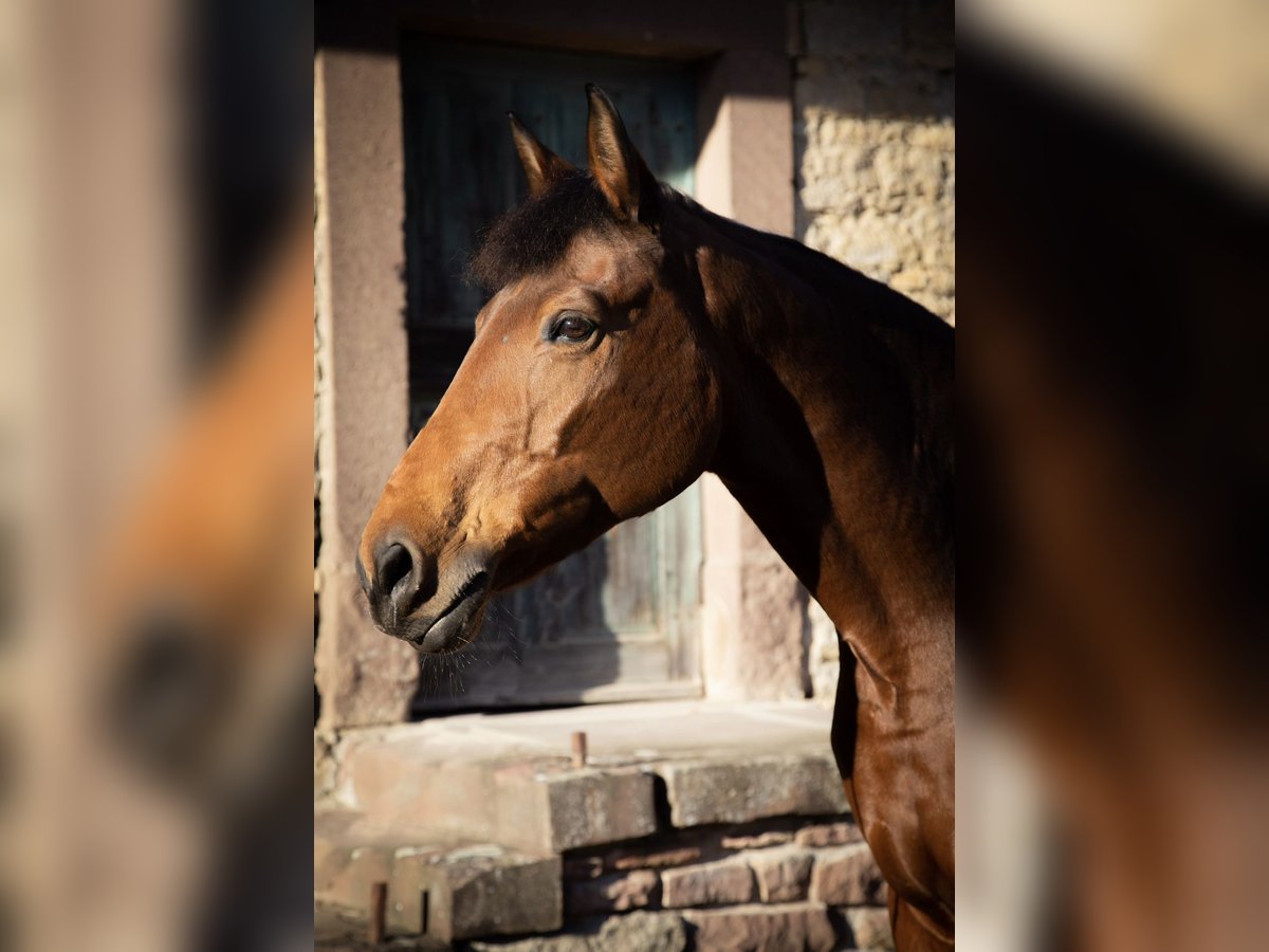Deutsches Sportpferd Stute 16 Jahre 173 cm Brauner in Pforzheim