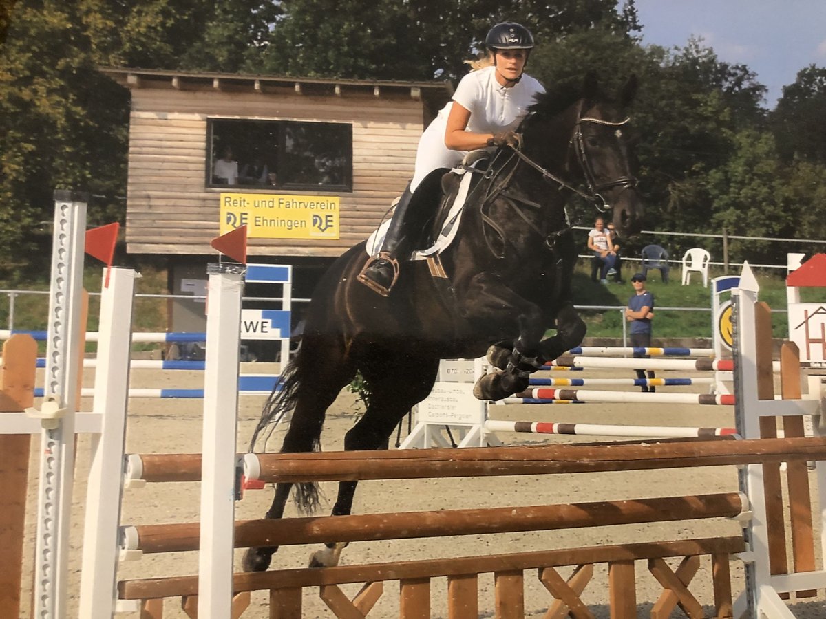 Deutsches Sportpferd Stute 17 Jahre 160 cm Dunkelbrauner in Neukieritzsch