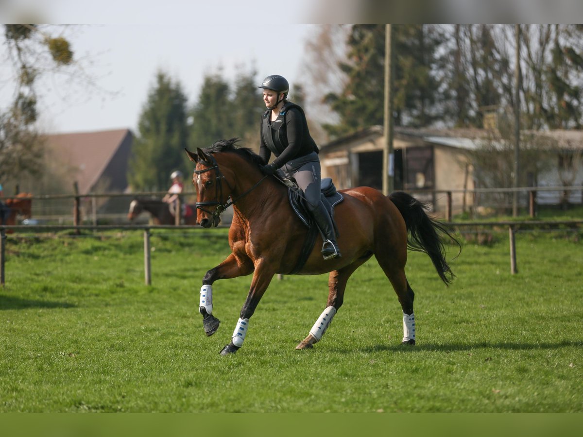 Deutsches Sportpferd Stute 17 Jahre 161 cm Brauner in Wolfenb&#xFC;ttel