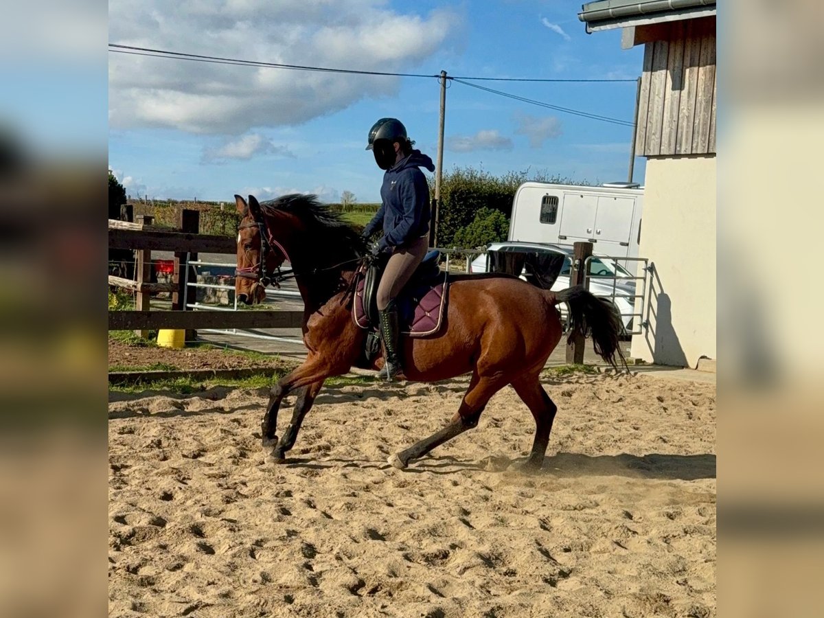 Deutsches Sportpferd Stute 17 Jahre 167 cm Brauner in Daleiden