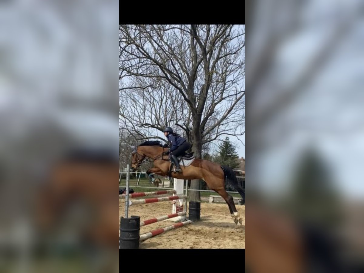 Deutsches Sportpferd Stute 17 Jahre 168 cm Brauner in Wittstock/Dosse