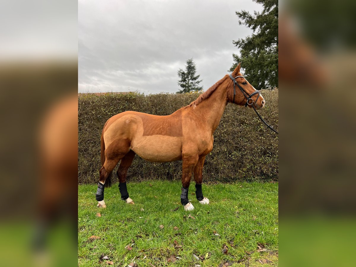 Deutsches Sportpferd Stute 17 Jahre in Nauen