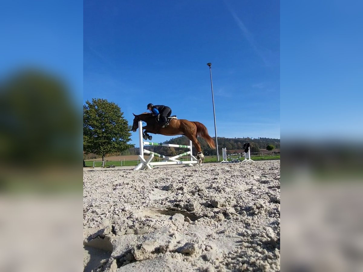 Deutsches Sportpferd Stute 18 Jahre 163 cm Fuchs in Wahlsburg