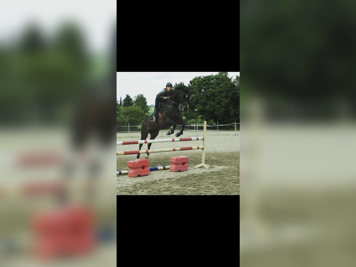 Deutsches Sportpferd Stute 18 Jahre 164 cm Brauner in Weilrod Deutsches Sportpferd Stute 18 Jahre 164 cm Brauner in Weilrod