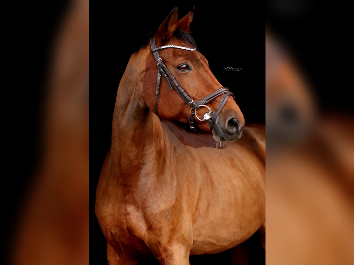 Deutsches Sportpferd Stute 18 Jahre 164 cm Brauner in Puschwitz