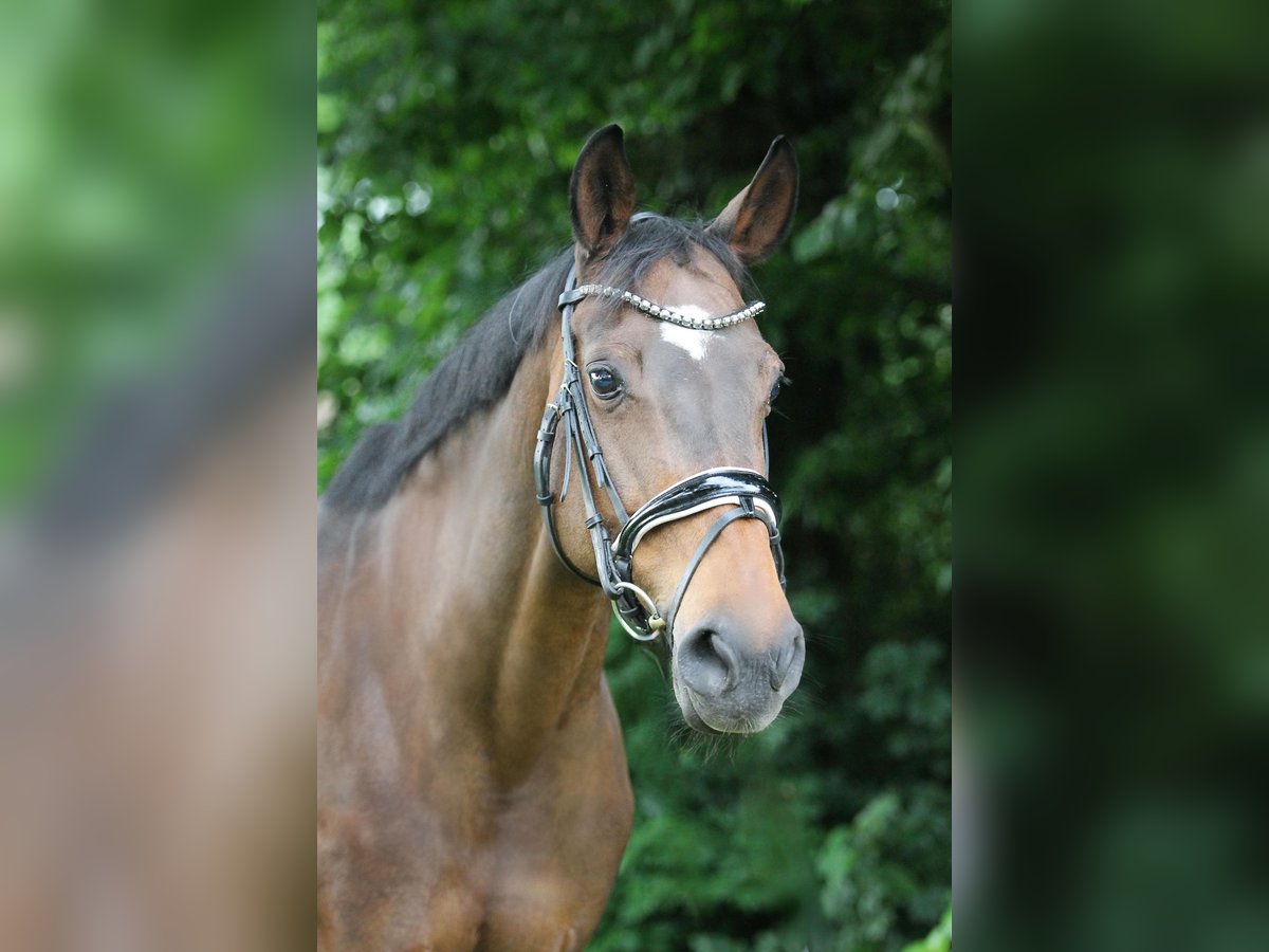 Deutsches Sportpferd Stute 18 Jahre 169 cm Brauner in EnnigerlohEnnigerloh