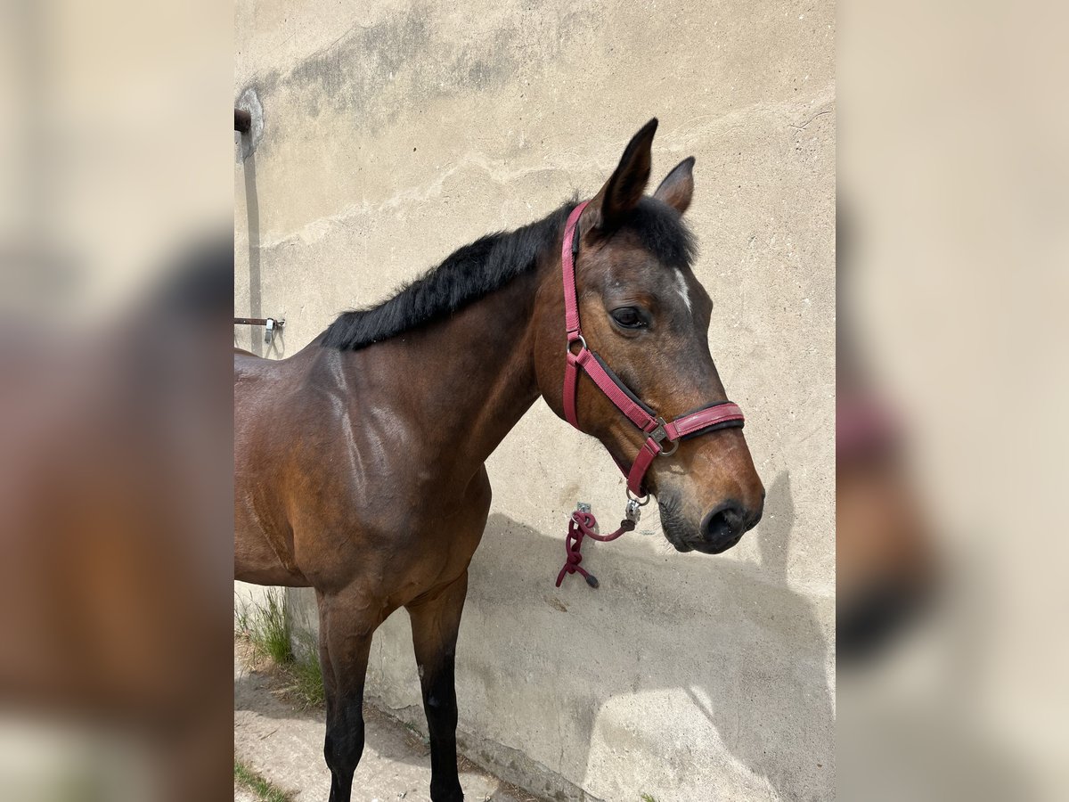 Deutsches Sportpferd Stute 18 Jahre 170 cm Brauner in Stralsund