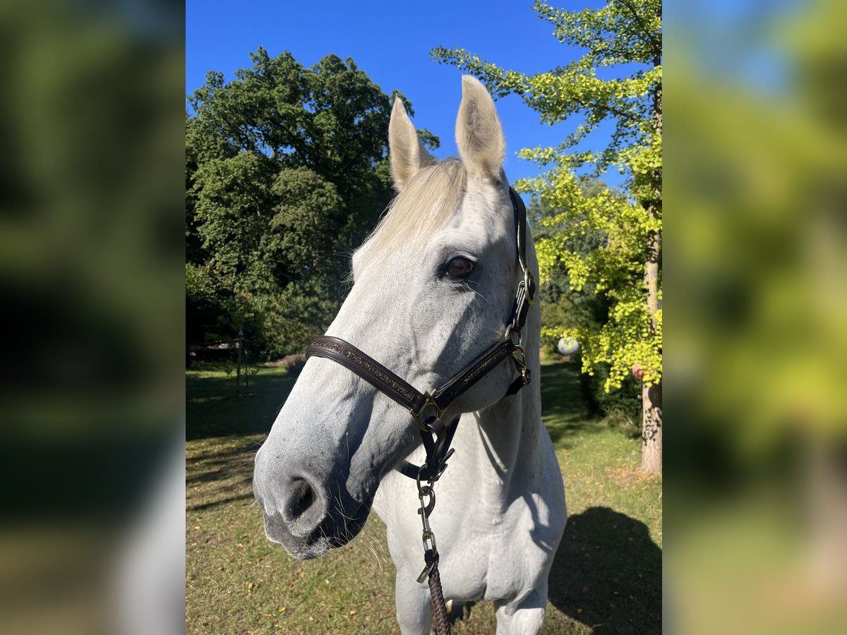 Deutsches Sportpferd Stute 19 Jahre Schimmel in Weste
