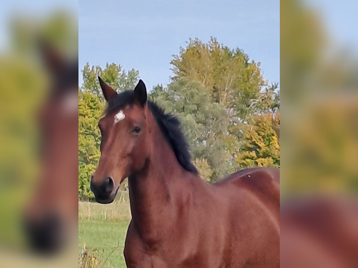 Deutsches Sportpferd Stute 1 Jahr 150 cm Brauner in Bad Dürkheim Deutsches Sportpferd Stute 1 Jahr 150 cm Brauner in Bad Dürkheim