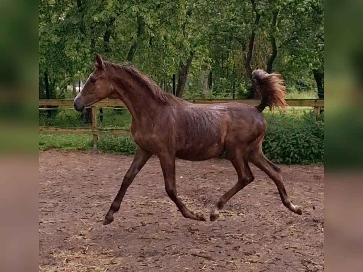 Deutsches Sportpferd Stute 1 Jahr 150 cm Kann Schimmel werden in Westeregeln