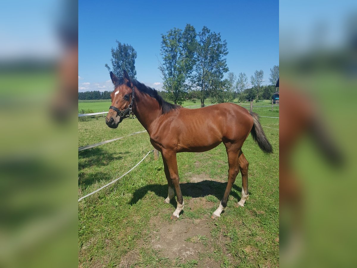 Deutsches Sportpferd Stute 1 Jahr 165 cm Brauner in Frauenneuharting