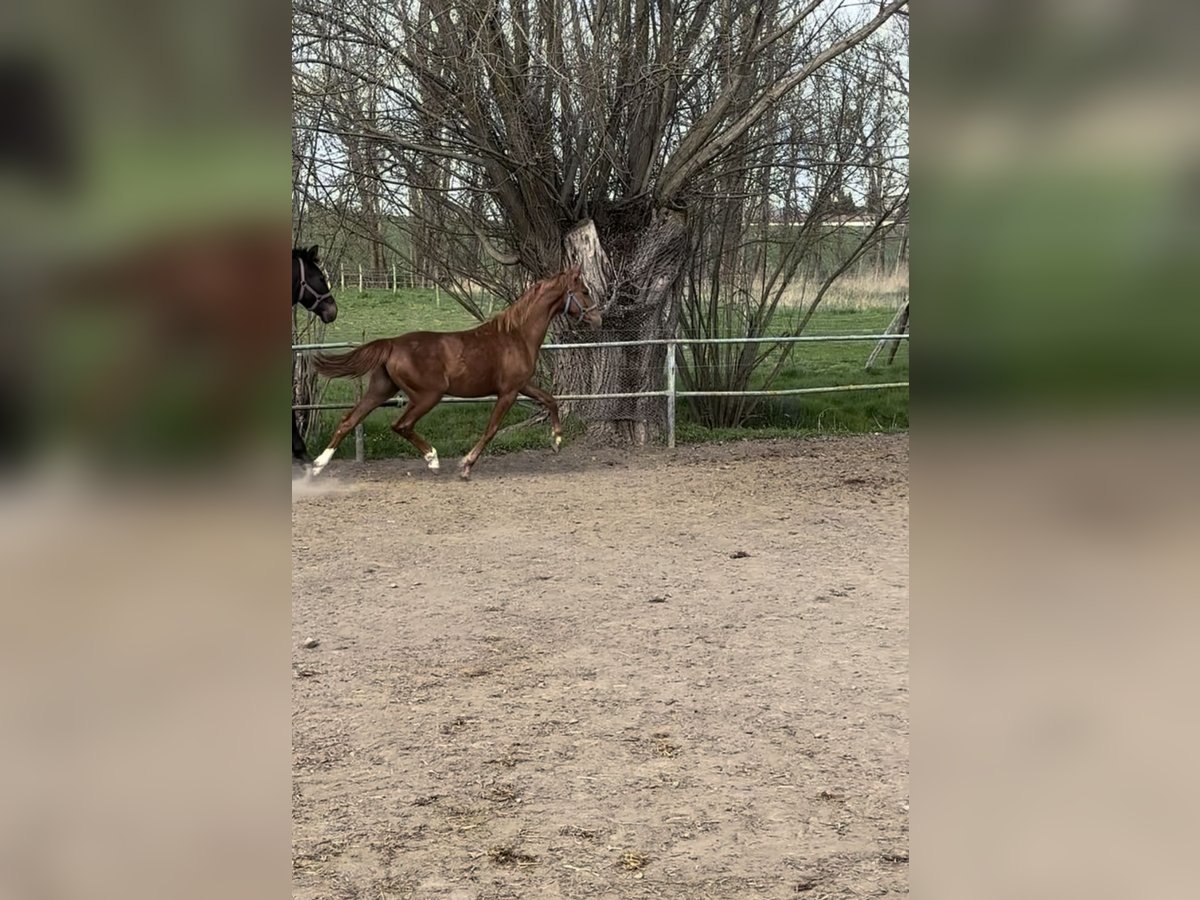 Deutsches Sportpferd Stute 1 Jahr 168 cm Fuchs in Grimma