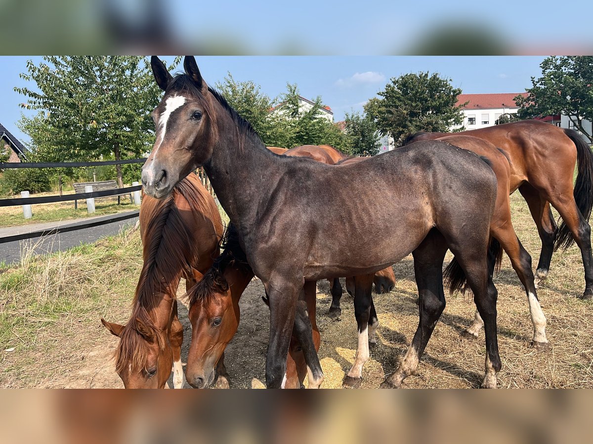 Deutsches Sportpferd Stute 1 Jahr 168 cm Rappschimmel in Dormagen