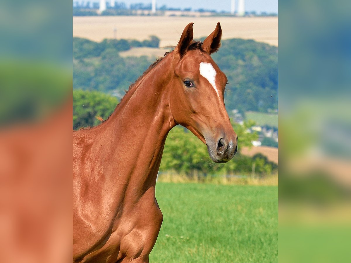 Deutsches Sportpferd Stute 1 Jahr 170 cm Dunkelfuchs in Dornburg-Camburg
