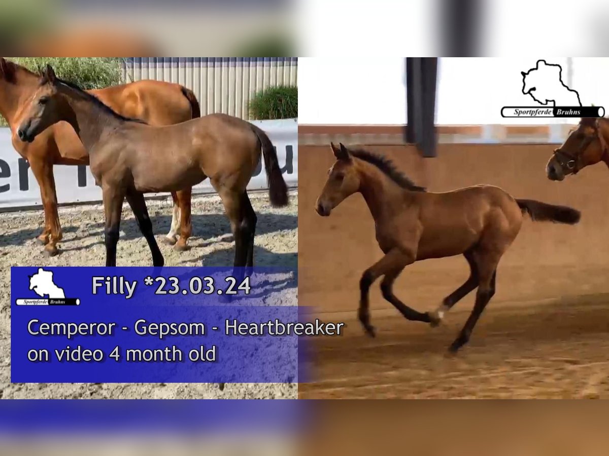 Deutsches Sportpferd Stute 1 Jahr 170 cm Schimmel in Gadow