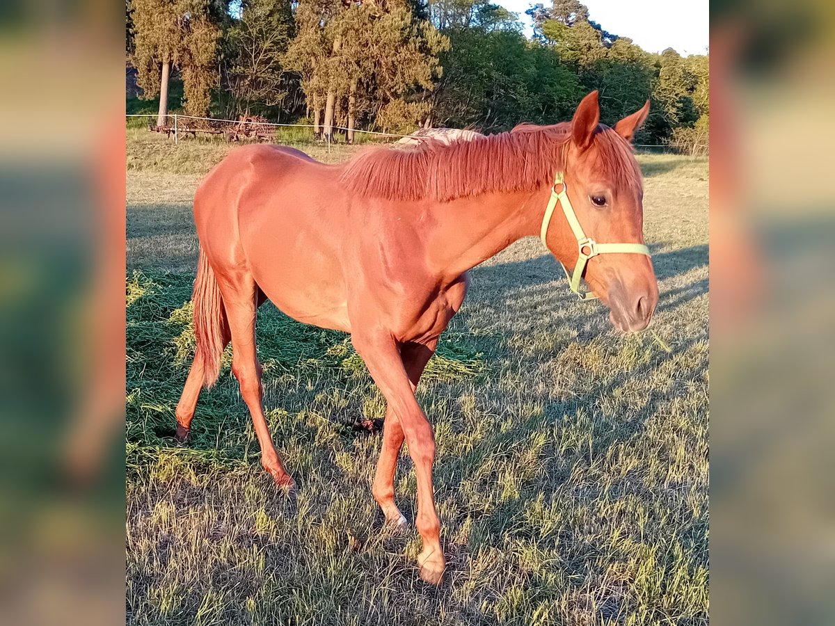 Deutsches Sportpferd Stute 1 Jahr 170 cm in Milower Land