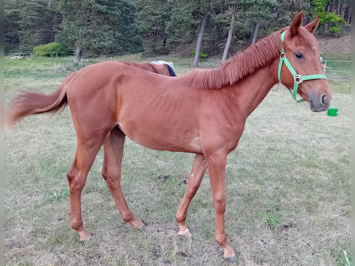 Deutsches Sportpferd Stute 1 Jahr 170 cm in Milower Land