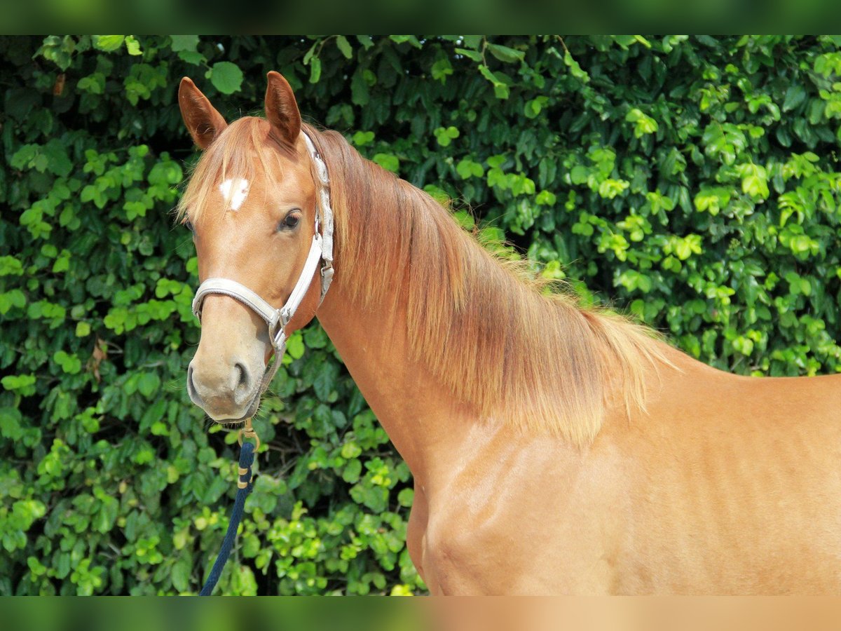 Deutsches Sportpferd Stute 1 Jahr 172 cm Fuchs in Neckargemünd