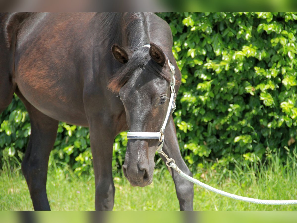 Deutsches Sportpferd, Stute in Neckargemünd