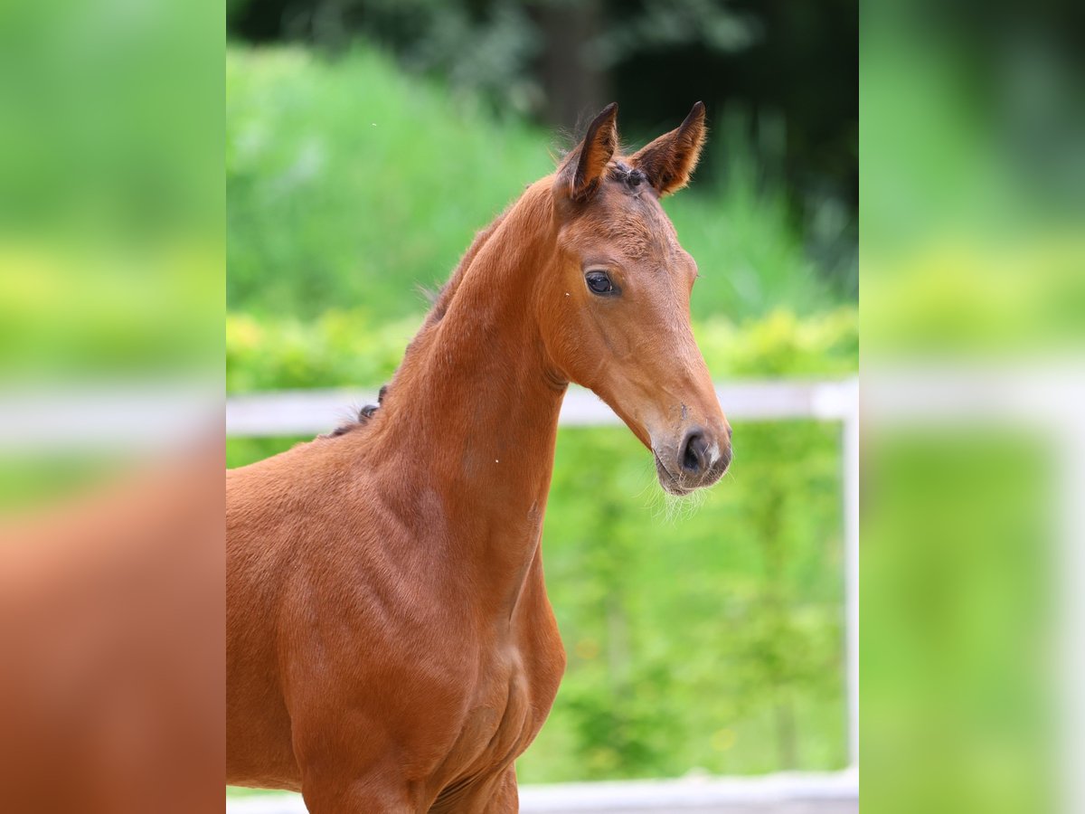 Deutsches Sportpferd Stute 1 Jahr Brauner in Dresden Gompitz