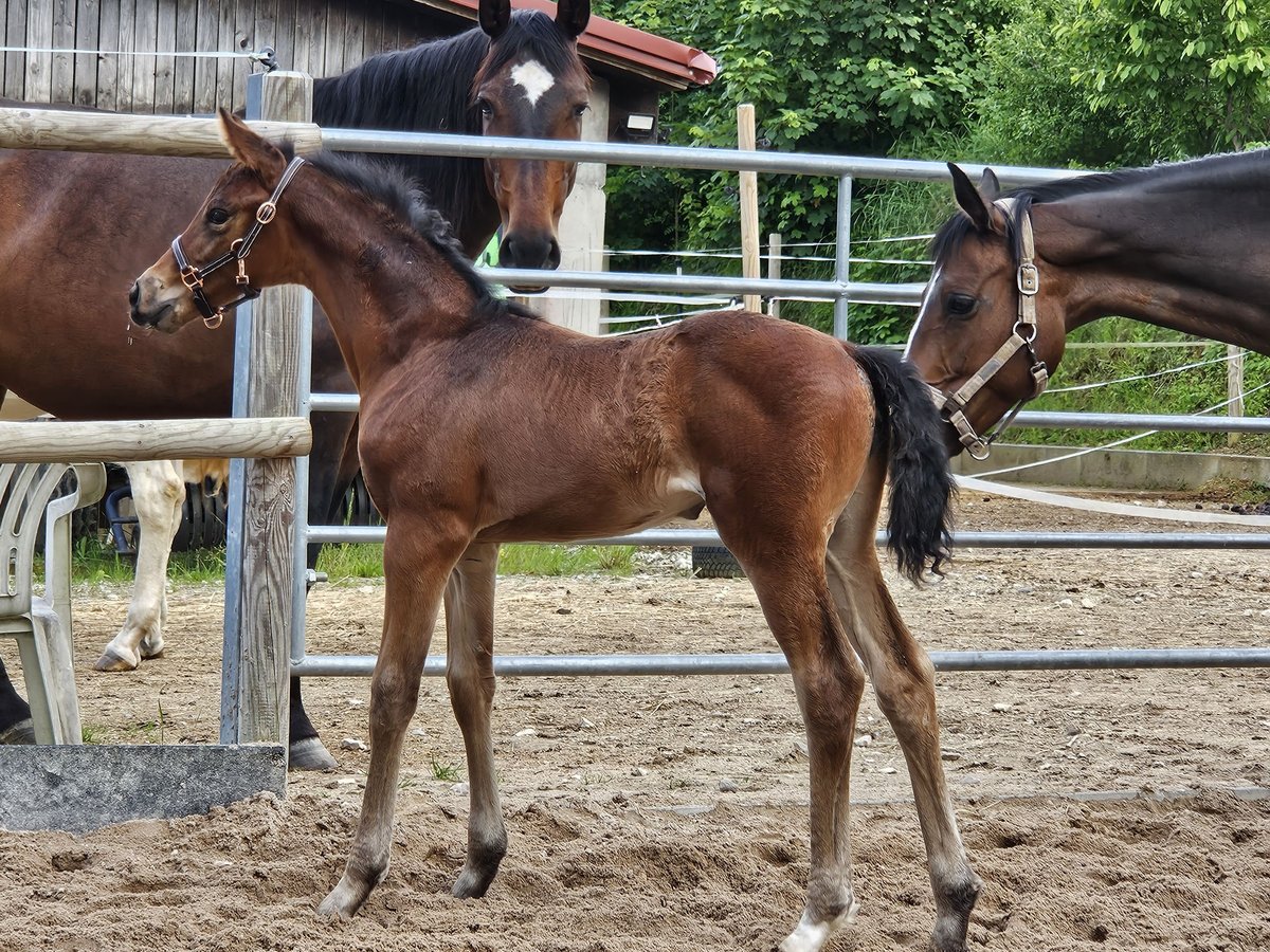Deutsches Sportpferd Stute 1 Jahr Brauner in Neuffen