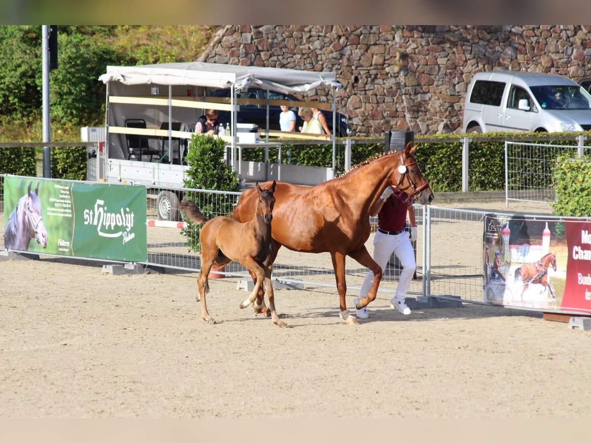 Deutsches Sportpferd Stute 1 Jahr Brauner in Weinb&#xF6;hla