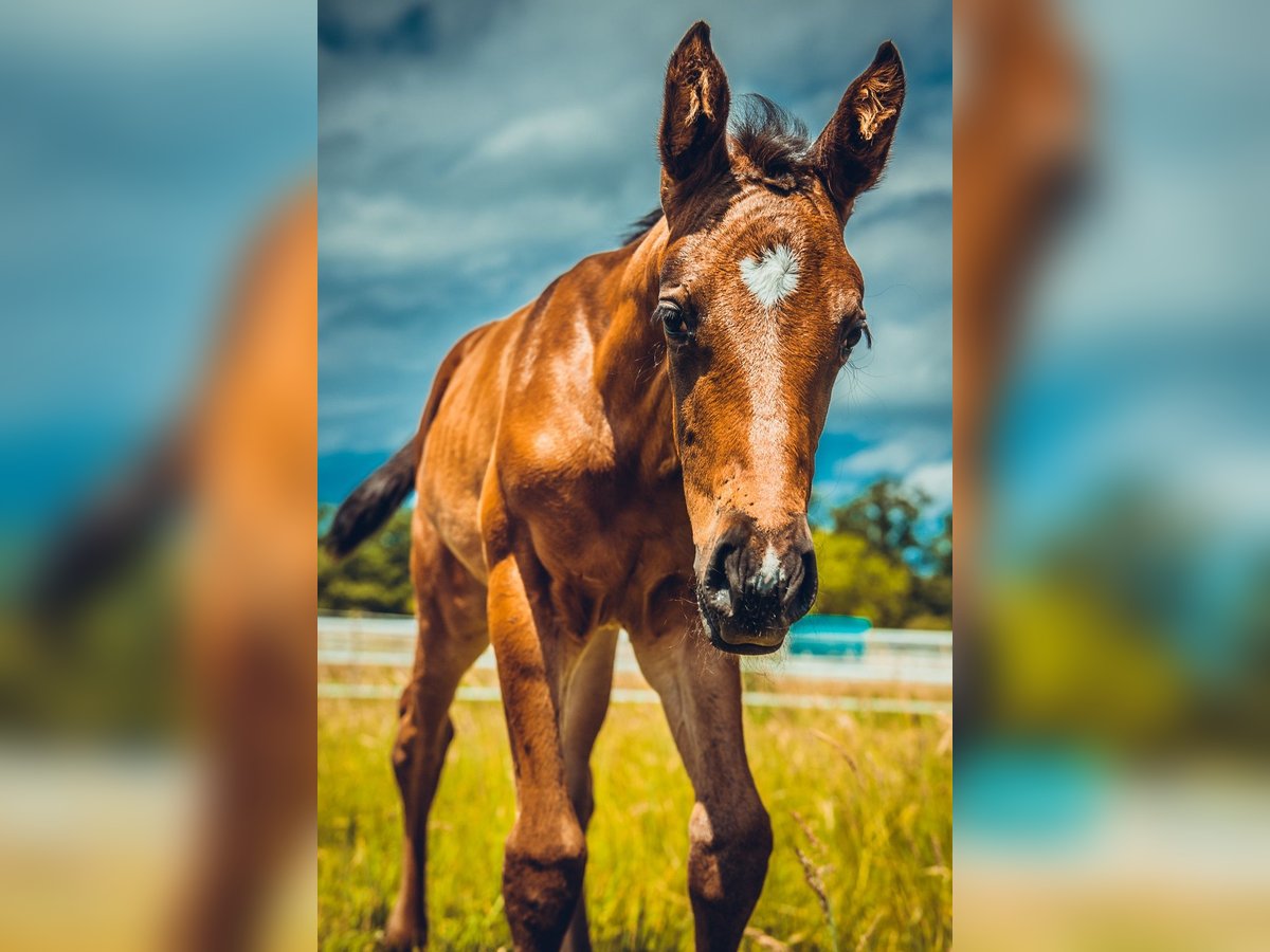 Deutsches Sportpferd Stute 1 Jahr Brauner in Osterburken