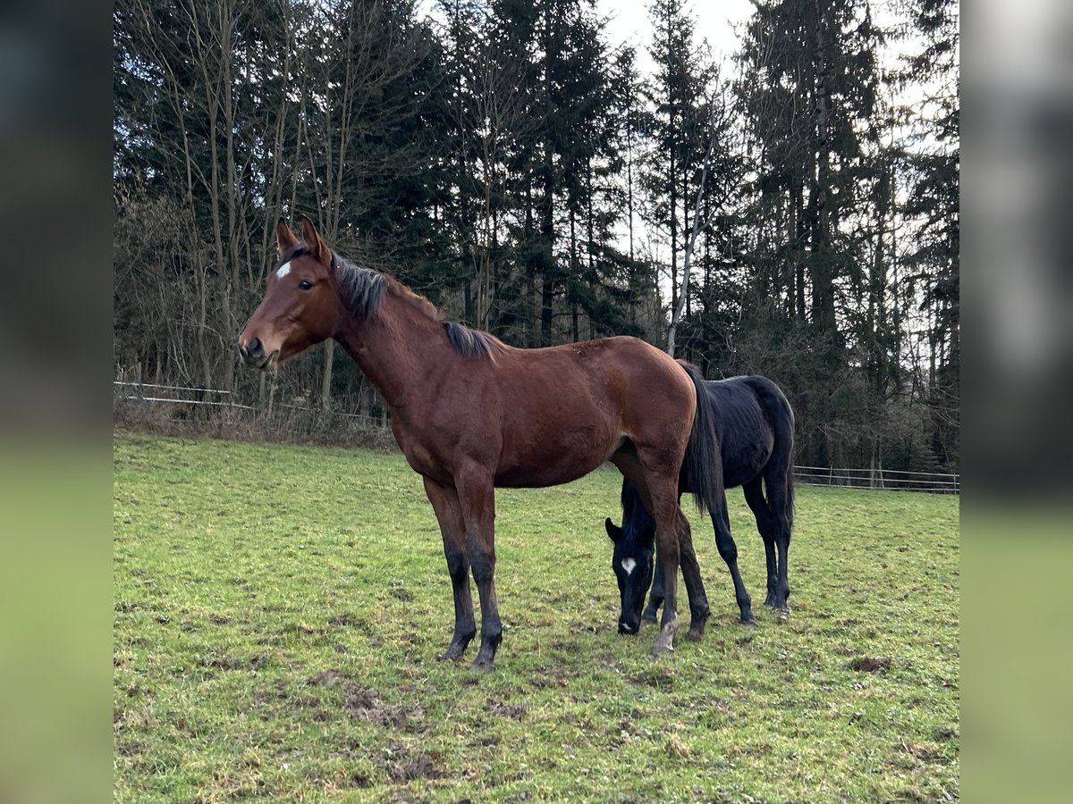Deutsches Sportpferd Stute 1 Jahr Brauner in Lahr/Schwarzwald