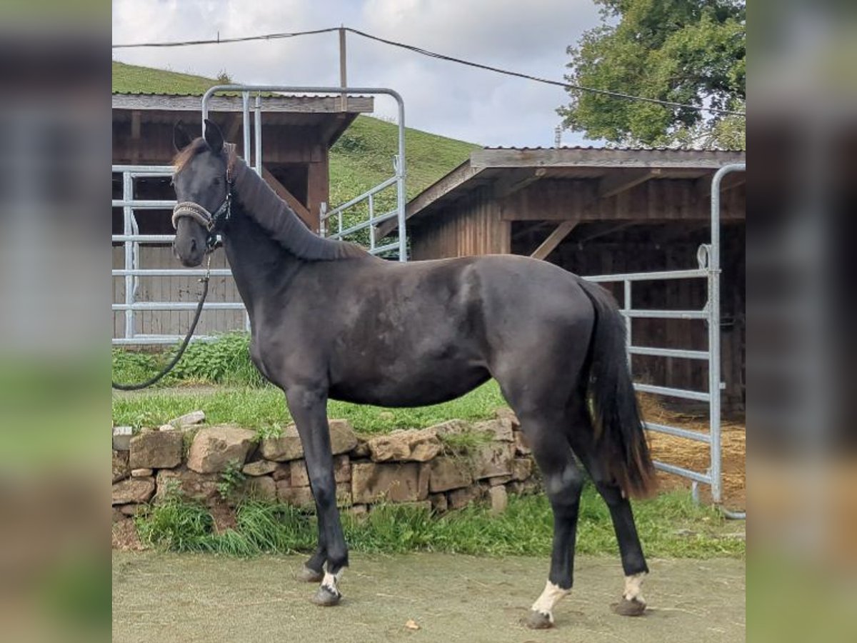 Deutsches Sportpferd Stute 1 Jahr Rappe in Bad K&#xF6;nig