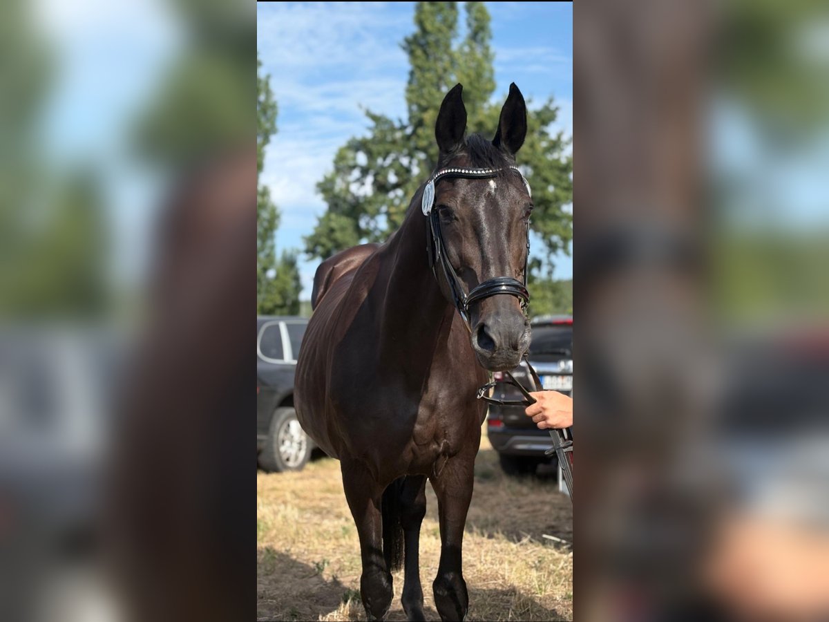 Deutsches Sportpferd Stute 20 Jahre 168 cm Rappe in Mixdorf
