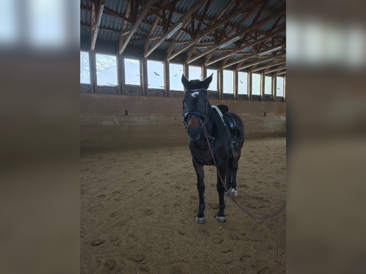 Deutsches Sportpferd Stute 20 Jahre 170 cm Brauner in Neulengbach