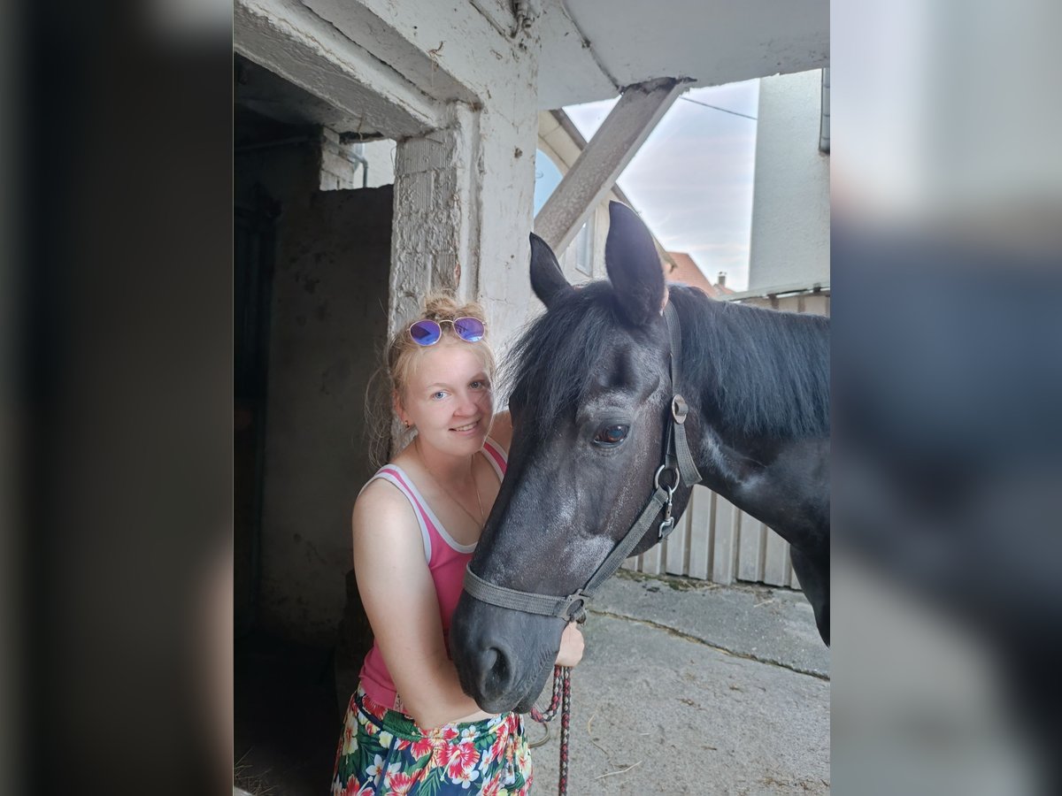 Deutsches Sportpferd Stute 20 Jahre 173 cm in Aspach