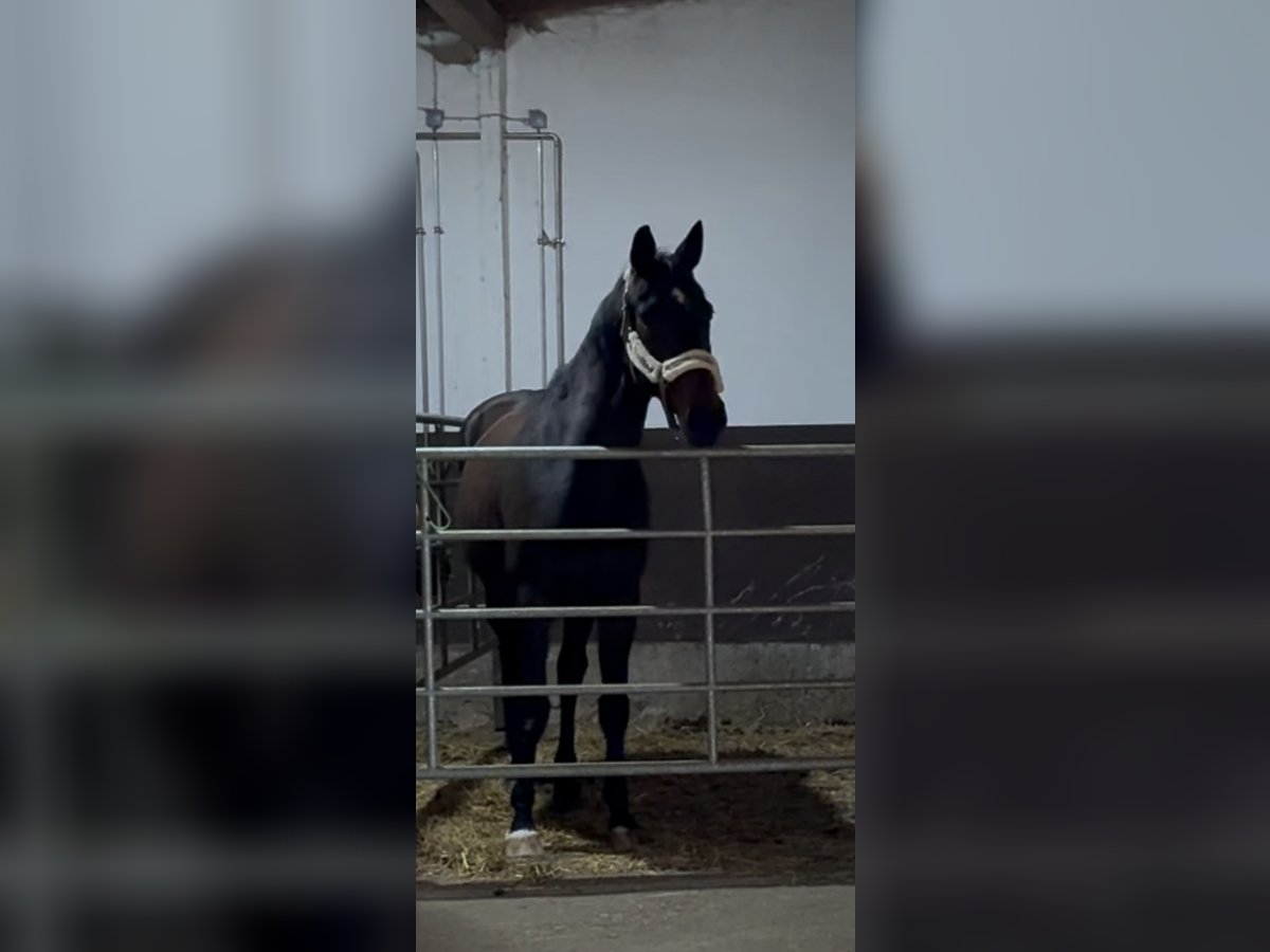 Deutsches Sportpferd Stute 22 Jahre 168 cm in Bad Neustadt an der Saale