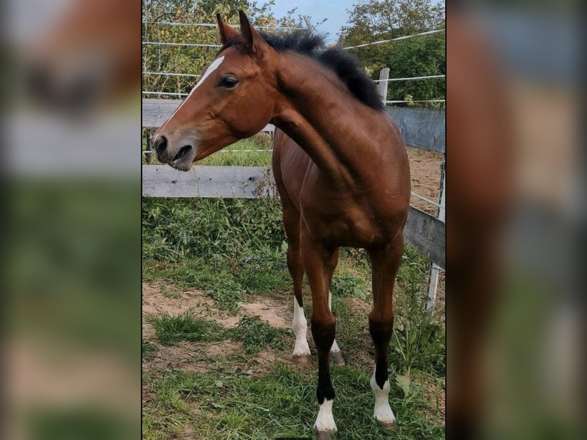 Deutsches Sportpferd Stute 2 Jahre 154 cm Brauner in Rosenkopf