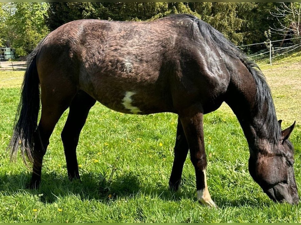 Deutsches Sportpferd Stute 2 Jahre 155 cm Rappe in Dassel