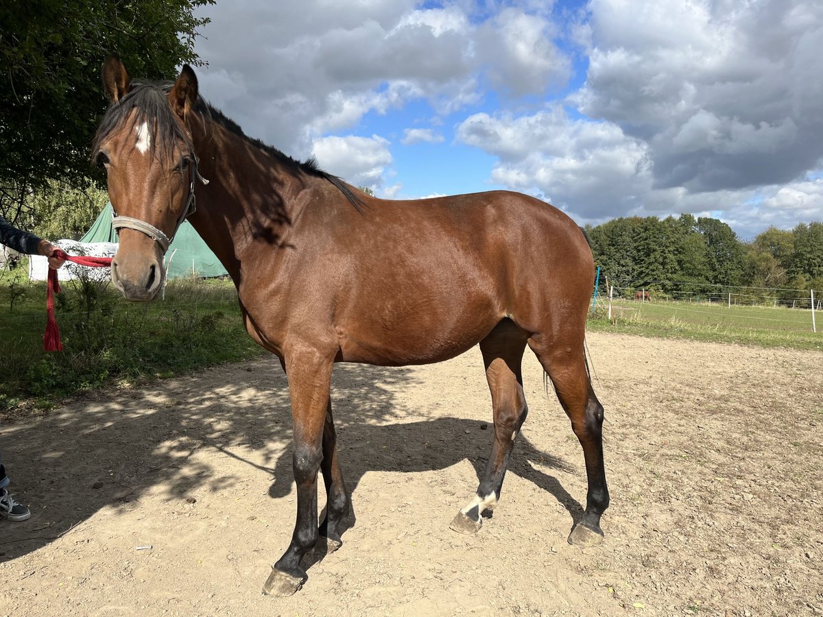 Deutsches Sportpferd Stute 2 Jahre 156 cm Brauner in Sohland a.R.